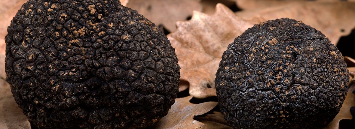 Truffes entières La Truffe du Ventoux