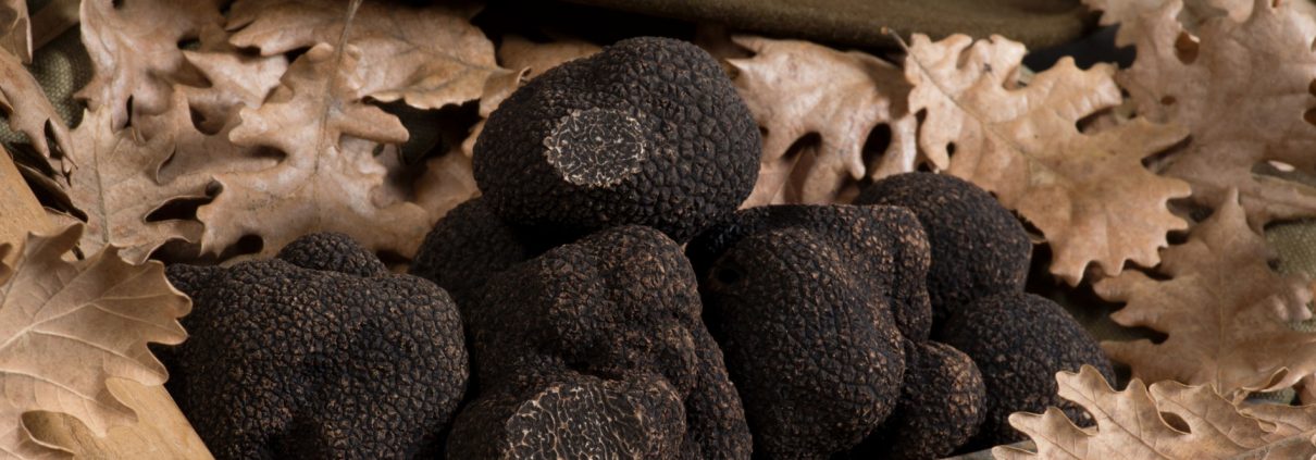 Truffes fraiches La truffe du Ventoux