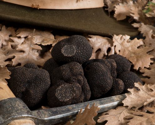 Truffes fraiches La truffe du Ventoux