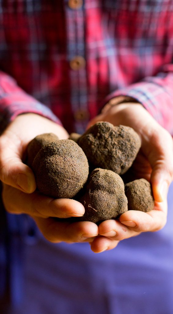 Decouverte-de-la-truffe-photo-04-e1467847255447-566×1030 (1)